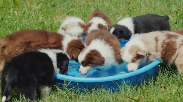 家の裏庭にある小さなプールから熱心に水を飲む子犬が何人かいます — ストック動画