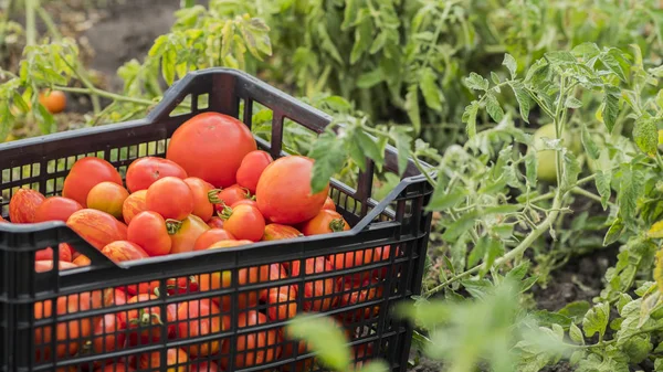 Спелые помидоры в коробке в саду — стоковое фото