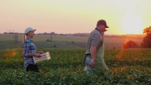 Una familia de agricultores lleva cajas de cultivos a través del campo al atardecer . — Vídeos de Stock