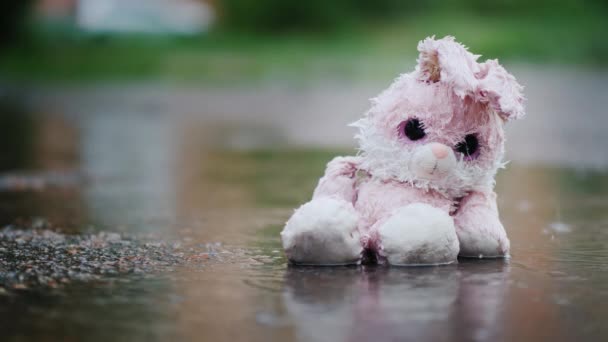 Olycklig våt kanin sitter i en pöl i regnet — Stockvideo