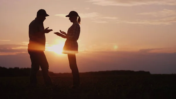 Dos granjeros trabajan en el campo por la noche al atardecer. Un hombre y una mujer discuten algo, usan una tableta —  Fotos de Stock