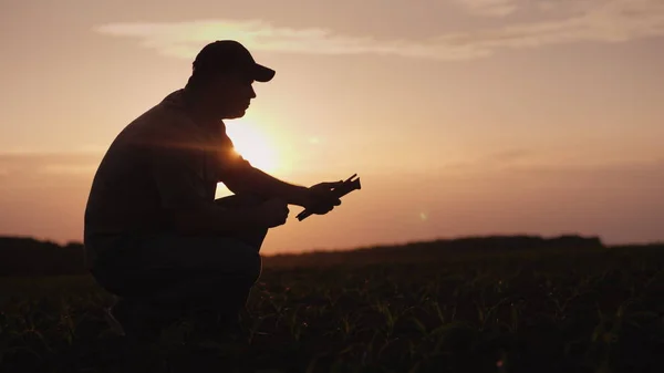 Een boer is werkzaam in het veld bij zonsondergang. Bestuderen van de plant schiet, met behulp van een tablet — Stockfoto