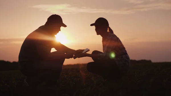 Двоє фермерів і жінка працюють у полі. Вони вивчають рослинні пагони, використовують таблетки. На заході сонця — стокове фото
