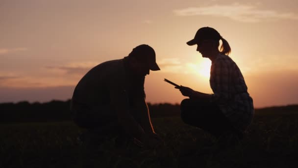 Férfi és nő gazdák dolgoznak a területen naplementekor. Területén a fiatal hajtások a kukorica — Stock videók
