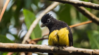 Siyah başlı trogon, Trogonidae familyasından bir kuş türü.