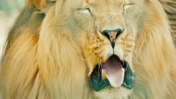 Adult male lion yawns, mouth wide open with fangs — Stock Video