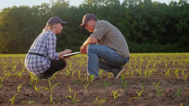 En man och en kvinna arbetar på fältet. De tittar på de gröna skotten, använda tabletten. Mot bakgrund av plantage — Stockvideo