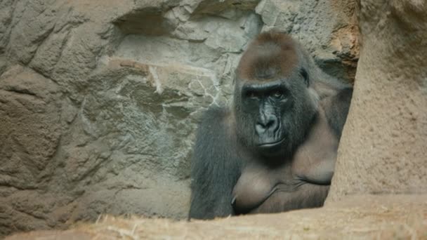 Gran gorila se sienta entre las piedras — Vídeo de stock