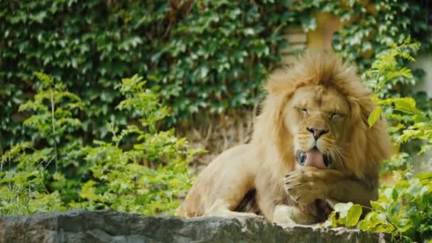 Большой лев-мужчина отдыхает и тщательно моет — стоковое видео