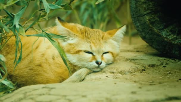Gato - Felis margarita dormitando en la arena — Vídeo de stock