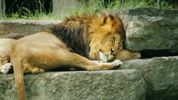 Een enorme mannelijke leeuw slaapt op de stenen — Stockvideo