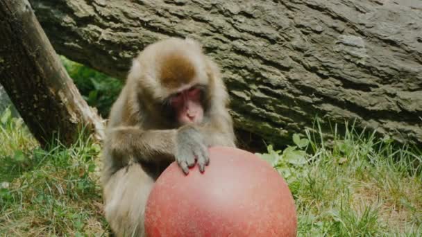 Divertido japonés macaco juega con una bola roja — Vídeo de stock