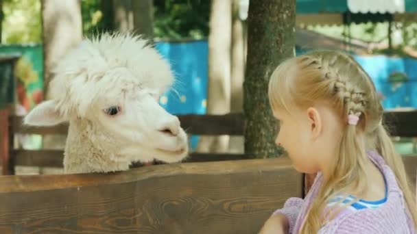 Mädchen füttert ein süßes Alpaka auf einem kleinen Bauernhof — Stockvideo