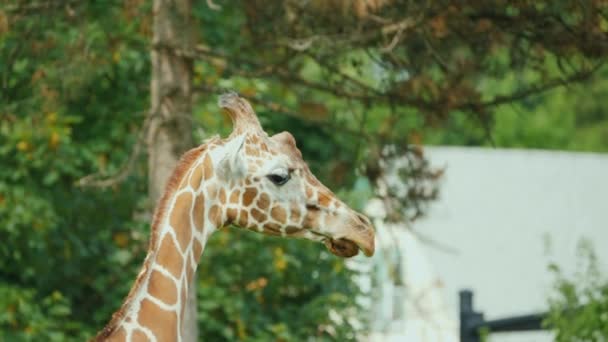Cabeça de uma girafa fofa, animais áfrica — Vídeo de Stock
