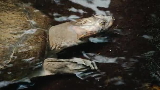 Большая черепаха в воде, видимая голова и бронированный панцирь — стоковое видео