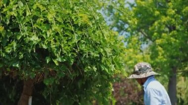 Meksikalı işçi bahçedeki ağaçları kesti
