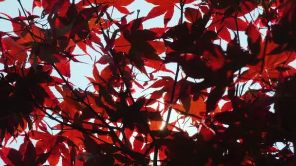 Le soleil brille à travers les feuilles de l'érable rouge américain — Video