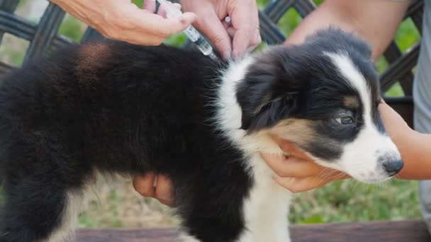 Een puppy wordt geïmplanteerd met een microchip voor identificatie. Geïnjecteerd onder de huid met een spuit — Stockvideo