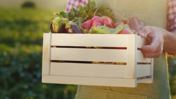 A worker holds a box of vegetables, stands on the field where they were recently collected. Fresh vegetables from the farm — Stock Video