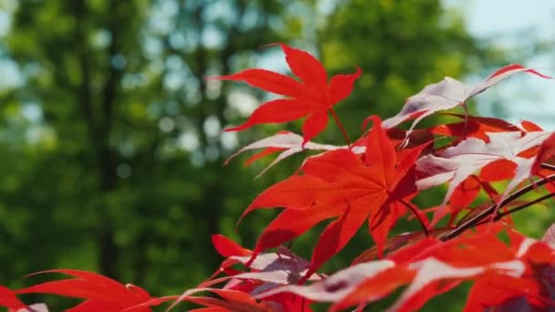 Les feuilles d'érable rouge se balancent dans le vent — Video