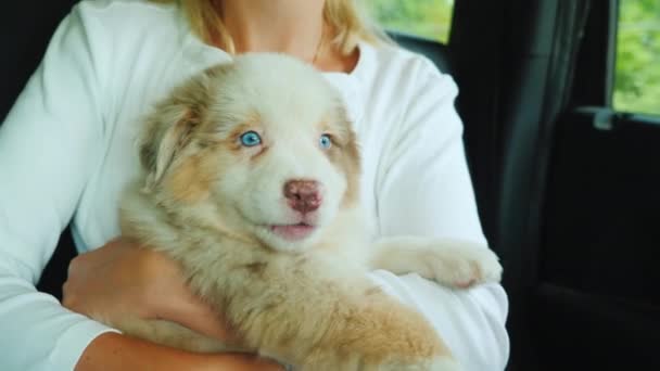 Uma viagem de carro com um animal de estimação - um cachorrinho bonito está sentado nos braços de uma mulher — Vídeo de Stock