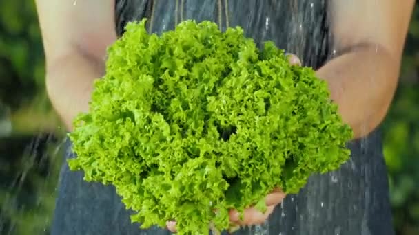 Chef holds lettuce leaves under running water, slow motion — Stock Video