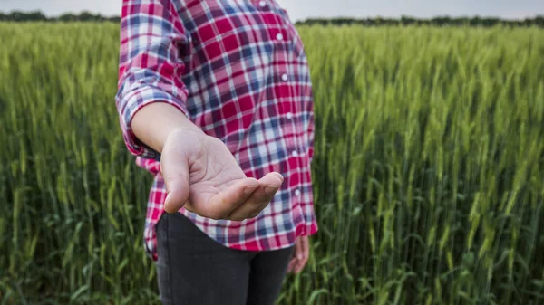 Farmer with outstretched hand stands in the background of his field, where wheat grows — Stock Photo, Image