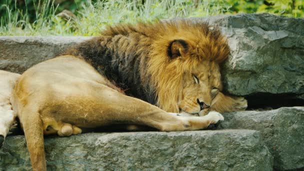 Lion avec une belle crinière reposant sur les pierres — Video