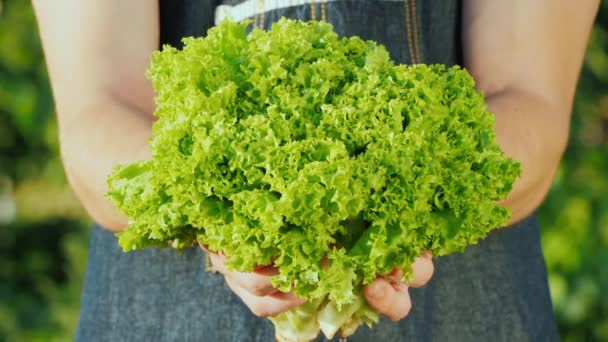 Jonge boer die een heleboel groene verse sla in zijn handen houdt — Stockvideo