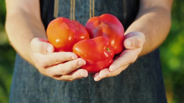 Ο αγρότης κρατά στα χέρια του πολλές ώριμες γλυκές κόκκινες πιπεριές. Λαχανικά από την έννοια της φάρμας — Αρχείο Βίντεο