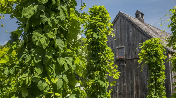 Chmelařské rostliny se stájí na dřevěné nosiče v pozadí jako stará stodola. Tradice pivovarnictví — Stock fotografie