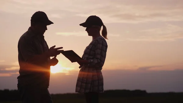Man en vrouw boeren communiceren met elkaar. 'S avonds bij zonsondergang staan ze in het veld — Stockfoto