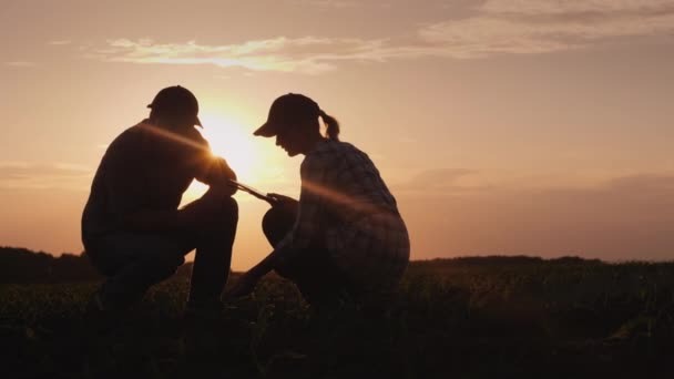 2人の農家のシルエット - 男性と女性。日没時にフィールドで作業し、植物の芽を研究し、タブレットを使用 — ストック動画