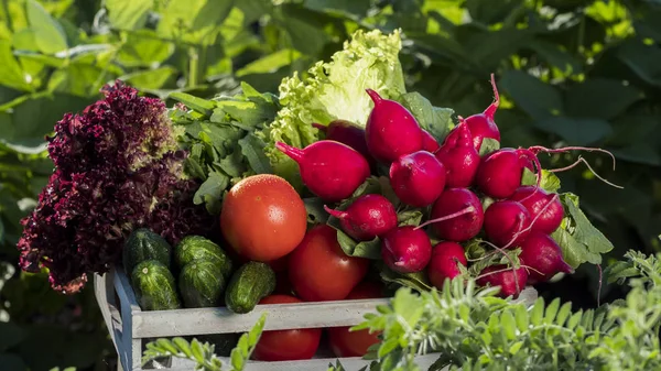 Una caja de verduras frescas de su jardín — Foto de Stock
