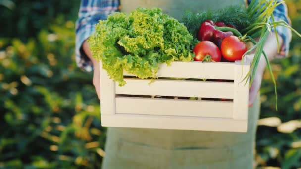 Ruce držící dřevěnou bednu s sezonní zeleninou — Stock video