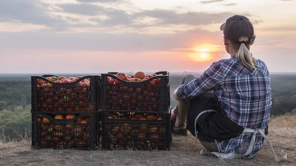 Vrouw boer zitten in de buurt van dozen met tomaten, het bewonderen van het prachtige landschap, rusten na het werk — Stockfoto