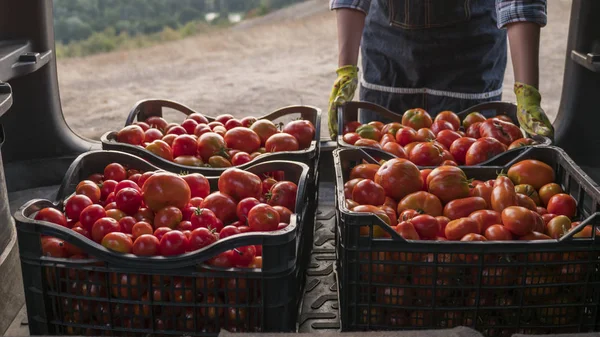 Boeren laden kisten tomaten in de kofferbak van een auto — Stockfoto
