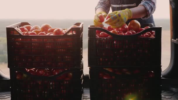 농부가 자동차 트렁크의 서랍에 있는 토마토를 검사합니다. — 비디오