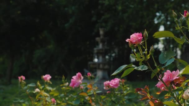 Fuente antigua en el jardín y rosas en primer plano — Vídeo de stock