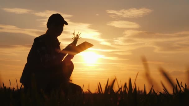 Mujer joven agricultora estudiando las plántulas de una planta en un campo, usando una tableta — Vídeos de Stock