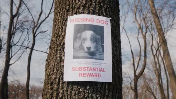 På trädet hänger en affisch om försvinnandet av hunden rasen Australian Shepherd — Stockvideo