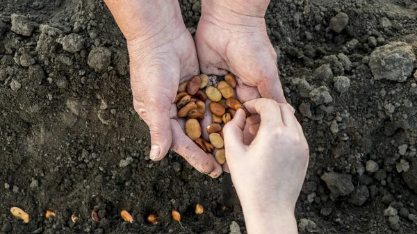 Un piccolo bambino mano sta piantando semi nel terreno, un agricoltore anziano tiene una manciata di cereali nelle vicinanze . — Foto Stock