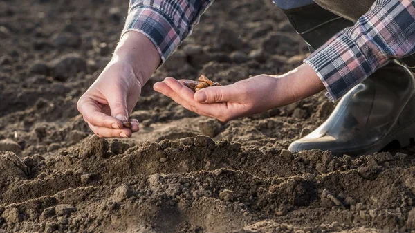 Semi vegetali nel terreno, nuova vita e concetto di startup — Foto Stock