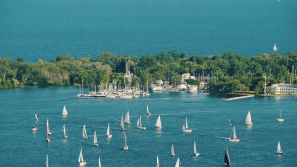 Segling Regatta runt Central Island motsatt Toronto Kanada — Stockvideo