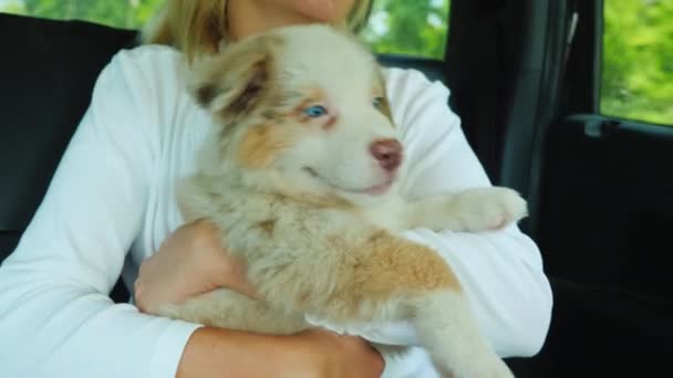 El dueño viaja con la mascota en el coche, sostiene al cachorro en sus brazos — Vídeos de Stock