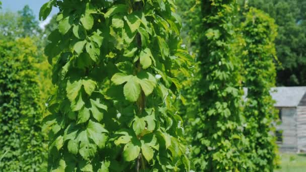 Exploitation houblonnière - brassage de matières premières. Des plants de houblon vert rampent le long des piliers — Video