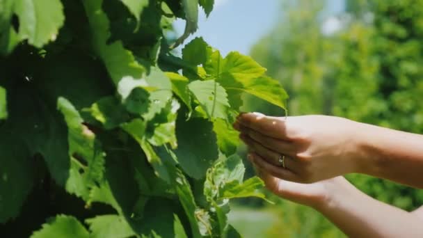 Die Hände der Bauern studieren eine Hopfenpflanze. Rohstoffe für das Brauen — Stockvideo