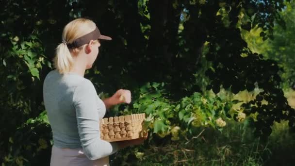 La mujer recoge flores de tilo de un árbol. Colección de plantas medicinales — Vídeos de Stock