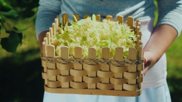 L'agriculteur tient un panier avec la collection de tilleul. Plantes médicinales et herbes — Video