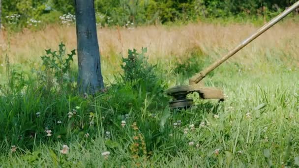 Jardineiro corta grama em torno de troncos de árvore — Vídeo de Stock